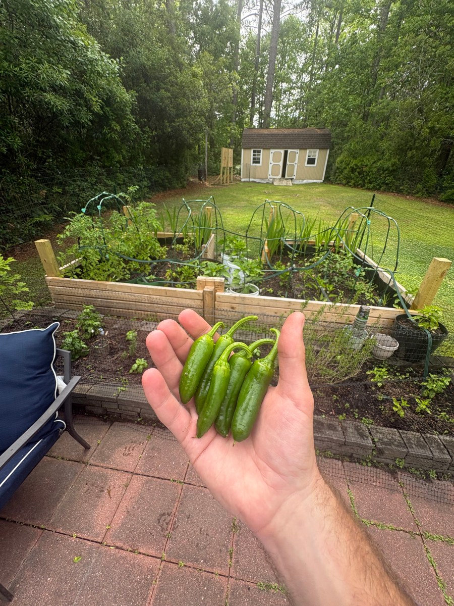 Fresh jalapeno harvest from a Coastal Garden Builds raised bed