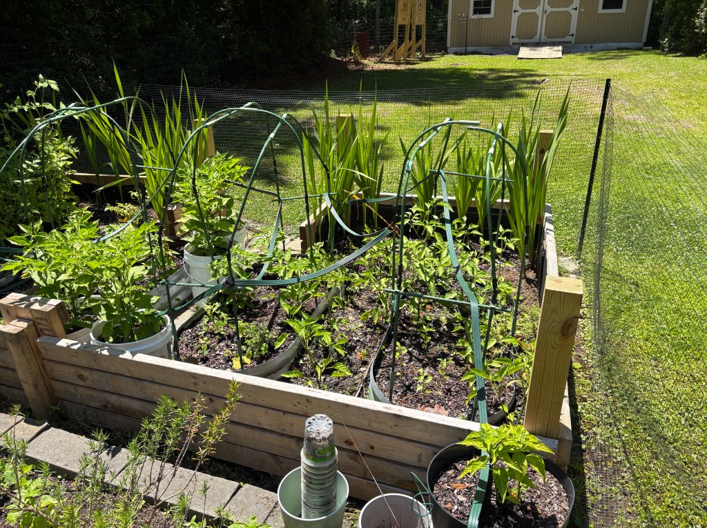 Coastal Garden Builds — raised bed garden with peppers and iris plants