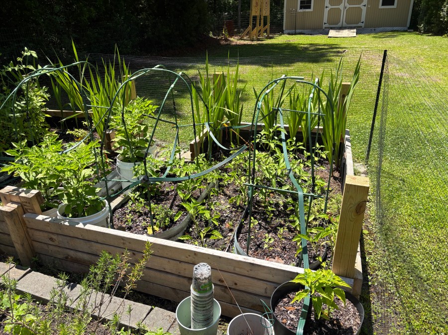 Raised bed garden with peppers and iris plants