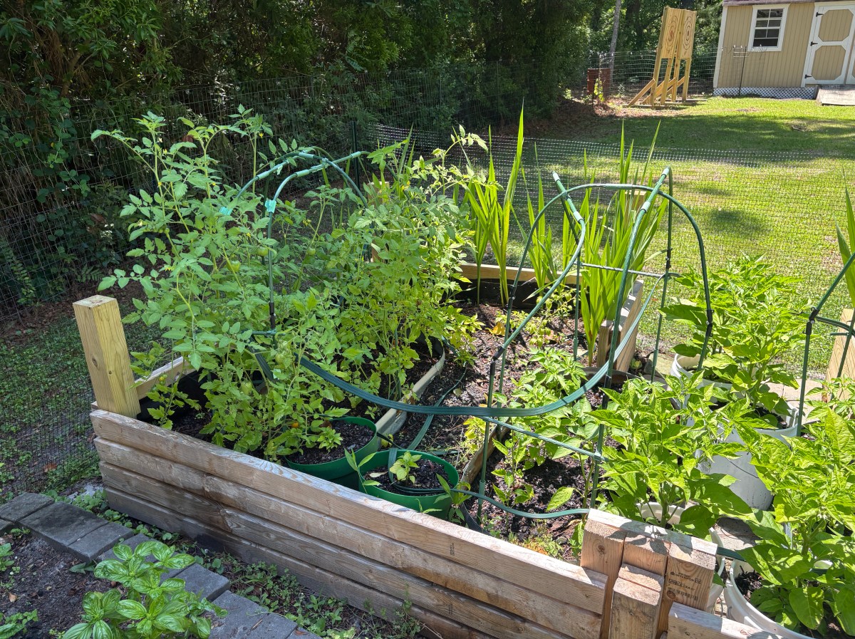 Raised bed build with tomatoes and peppers by Coastal Garden Builds