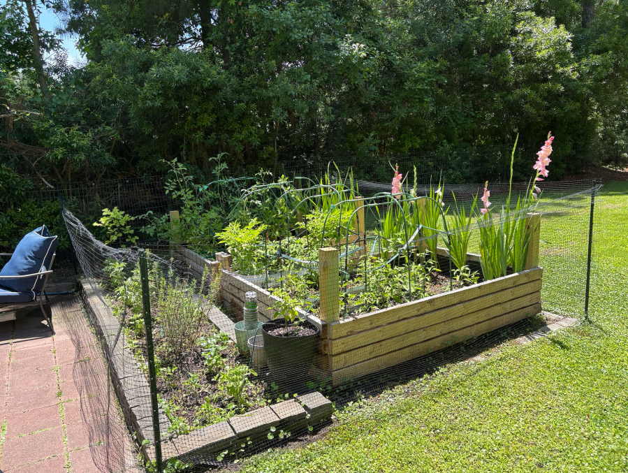 Full raised bed garden in mid-summer on the Crystal Coast