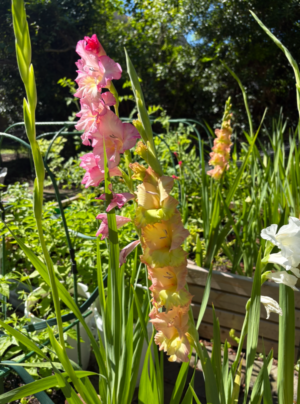 Gladiolus blooming in a coastal garden bed
