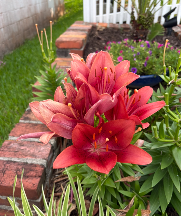Lilies in bloom in a planted coastal garden bed