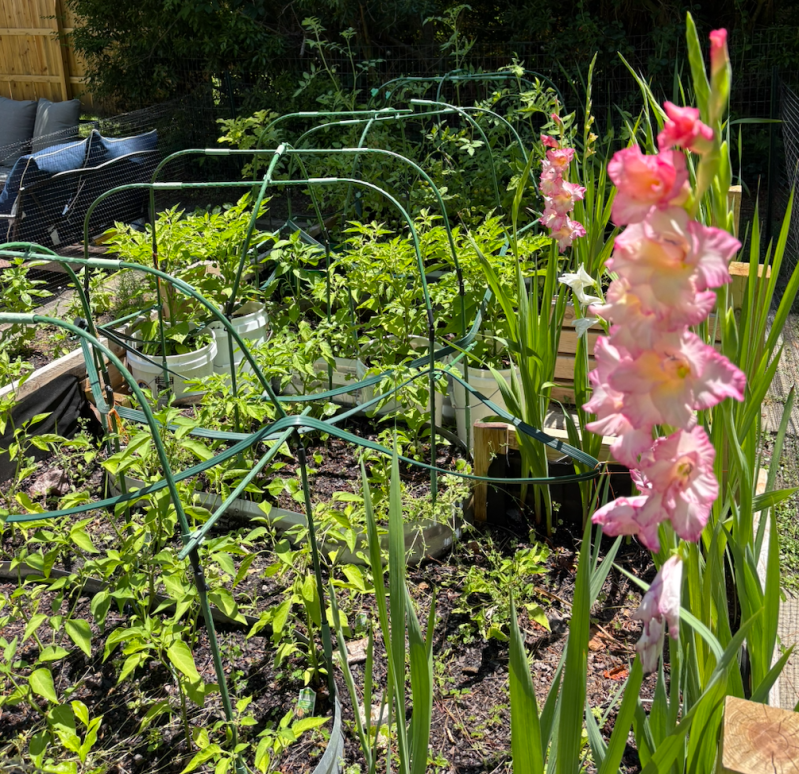 Raised bed garden in full bloom built by Coastal Garden Builds