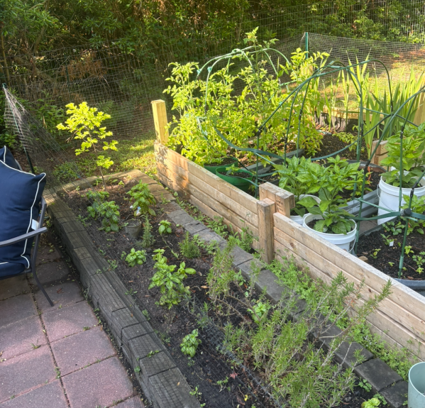 Raised bed garden in evening light beside a brick patio