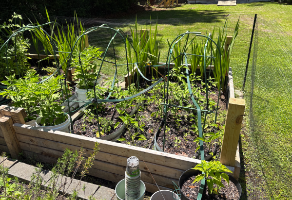 Established raised bed garden mid-season on the Crystal Coast