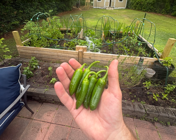 Fresh pepper harvest picked from a raised bed we built