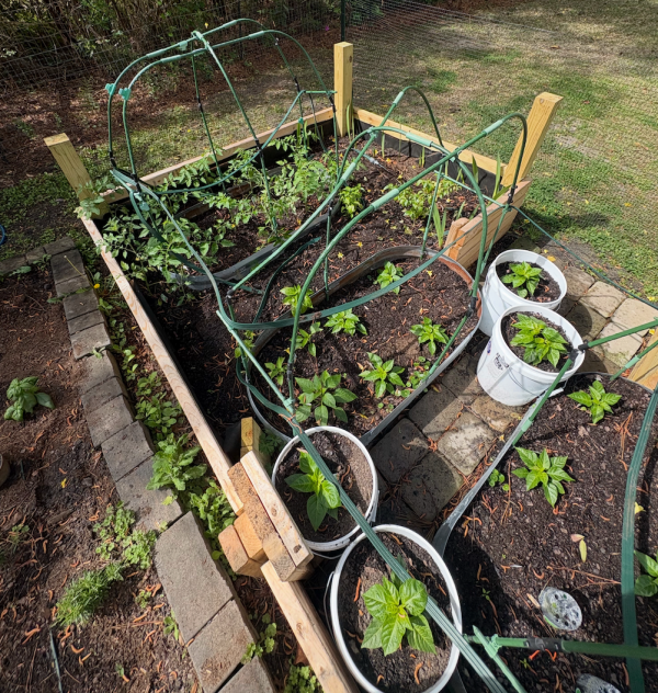 Raised bed planted out with hoops and supports in place